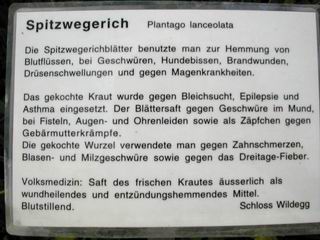 Spitzwegerich Tafel