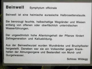 Beinwell Tafel