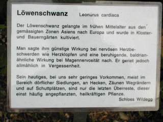 Lwenschwanz Tafel