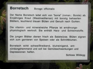 Borretsch Tafel