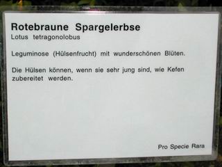 Rotbraune Spargelerbse Tafel