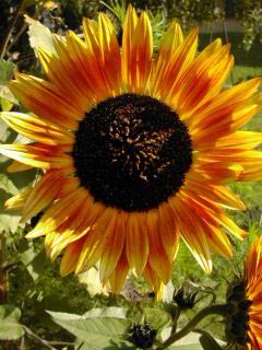 Sonnenblume