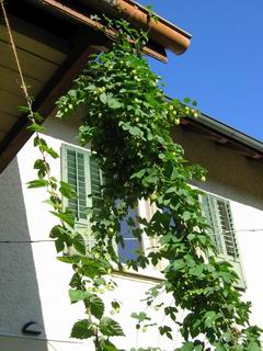 Hopfen